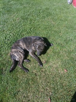 Fenka cane corso x stredoázijský ovčiak - 5
