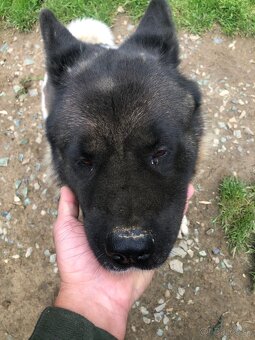 Americká akita s pp fena sučka - 5