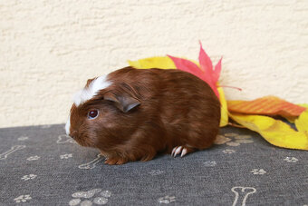 Morča, morčiatka - crested s rodokmeňom z CHS - 5