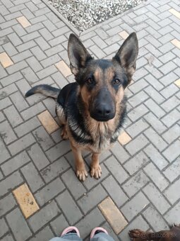 Nemecký ovčiak fenka - 5