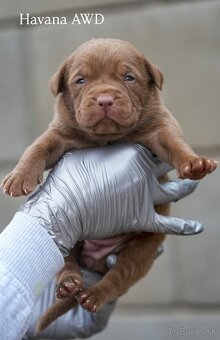 Bandog , Mastiff , Mollos - 5