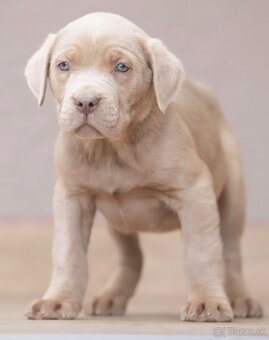 Bandog , Mastiff , Mollos - 5