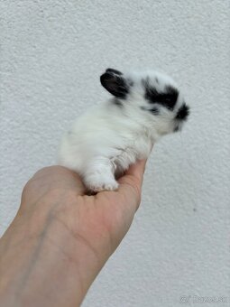 🐰 Ponúkame na rezerváciu zakrslích zajačikov - 5