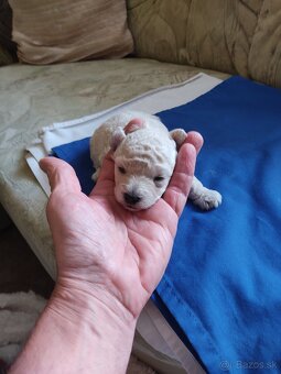 Pudel toy bílý - fenečka - 5