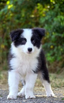 Austrálsky ovčiak × Border collie, borderka, border kólia - 5