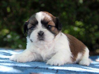 Shih-tzu, ši-tzu , shih tzu, ši-cu - štěňátka s PP FCI - 5