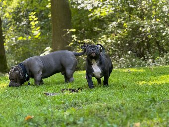 American Bully Pocket - 5