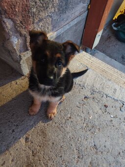 Nemecký ovčiak - 5