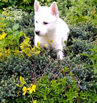 Sibirsky husky - 5