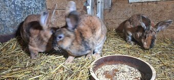 Dalmatinsky rex žlto hnedý - 5