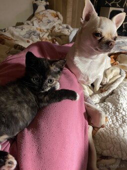 Polobritské mačiatko - 5