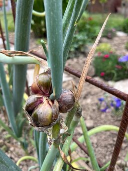 Kracajuca cibula - 5