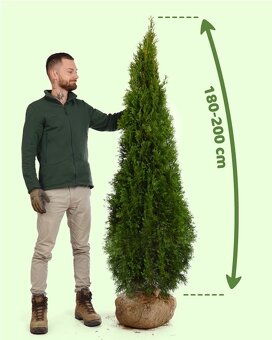 Tuje Smaragd Premium - Prešov a okolie - 5