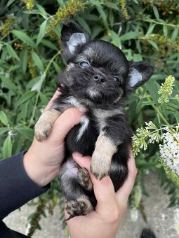 Šteniatko čivava s PP - 5