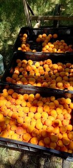 domáce džemy marhuľový, černicový, malinový, slivkový - 5