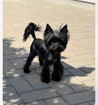 York,Yorkshirsky terier s PP ,jorkšír,jork - 5