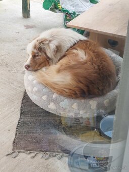 Austrálsky ovčiak s PP - 5