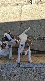 Jack russell terier - 5