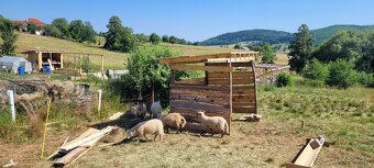 Predam jahničky a barančeka suffolk × ille de france - 5
