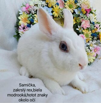 Zakrslé ( zdrobnené) rexy s VP samičky, samčekovia - 5