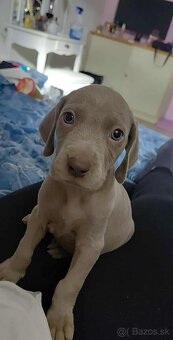 Weimarsky stavac cistokrvni bez papierov - 5