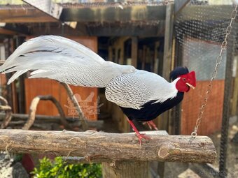 Na predaj Bažant strieborný - 5