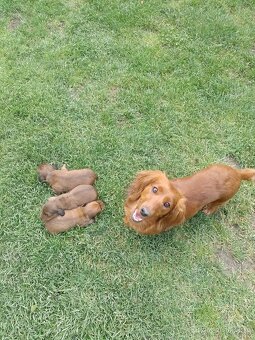 Jazvečík dlhosrsty štandard - 5