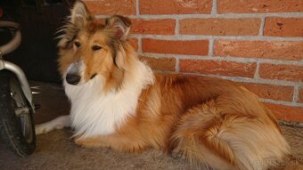 Kólia dlhosrstá - 5