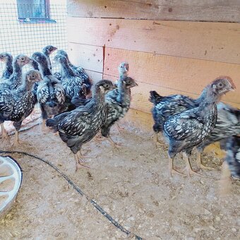 Nasadove vajíčka - 5