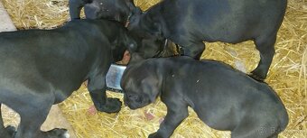 Bandog x - 5