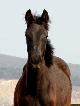 kobylka po appaloosa - 5