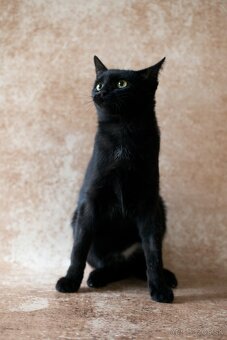 ❤ Sirius - spoločenský, zvedavý a všudezdejší - 5