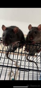 Domáci milačikovia potkany - 5