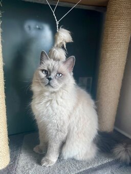 Mačiatka ragdoll na predaj - 5