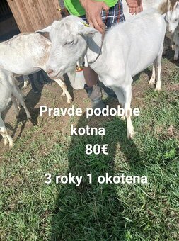 Kozy - 5