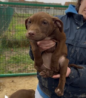 American Pitbull - 5