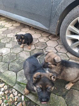 Nemecký ovčiak - 5