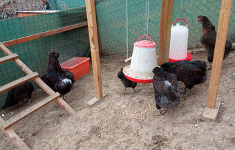 Nasadove vajcia (NV) - 5