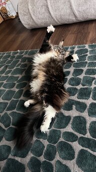 Mainska myvalia mačka main coon - 5