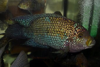 Rocio octofasciata - Kančík perleťový - 5