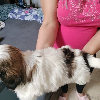 Šteniatko Shih-tzu (shih tzu, shihtzu) - 5