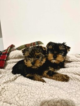 Jorkšírský teriér, Yorkshire terriér - exluzivní štěňátka - 5