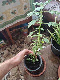 Predám Migrénovník - 5