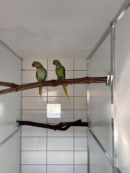 Alexander veľký - pár - 5