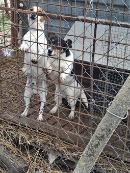Jack russel - 5