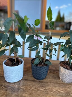 Ficus benjamina - Fikus benjamín / Variegata - 5