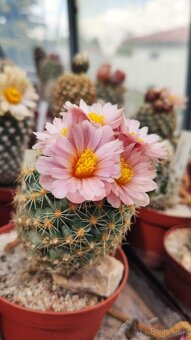 Mrazuvzdorné kaktusy - 5