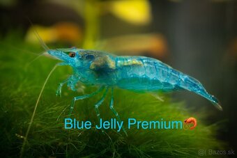 TOP PREMIUM Krevety, Akva machy, PREMIUM RED BOA - TRENCIN - 5