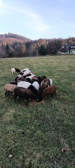 Prodám ovce kamerunské dorper - 5