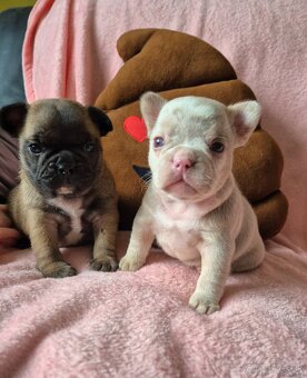 Francúzsky buldoček s PP - 5